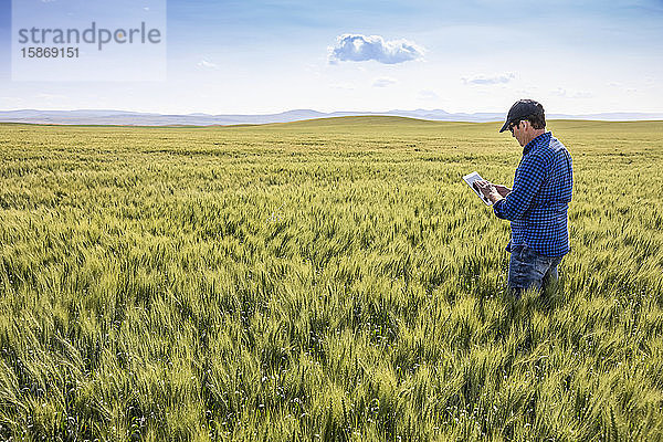 Landwirt steht in einem Weizenfeld  benutzt ein Tablet und prüft den Ertrag; Alberta  Kanada