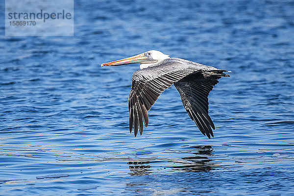 Ein Braunpelikan (Pelicanus occidentalis) gleitet knapp über der Meeresoberfläche im Point Lobos State Natural Reserve; Kalifornien  Vereinigte Staaten von Amerika