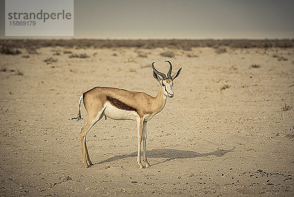 Springbock (Antidorcas marsupialis)  Etosha-Nationalpark; Namibia