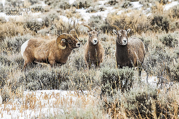 Dickhornschaf-Widder (Ovis canadensis) umwirbt ein Paar Mutterschafe während der Brunftzeit im North Fork des Shoshone River Valley in der Nähe des Yellowstone National Park; Wyoming  Vereinigte Staaten von Amerika