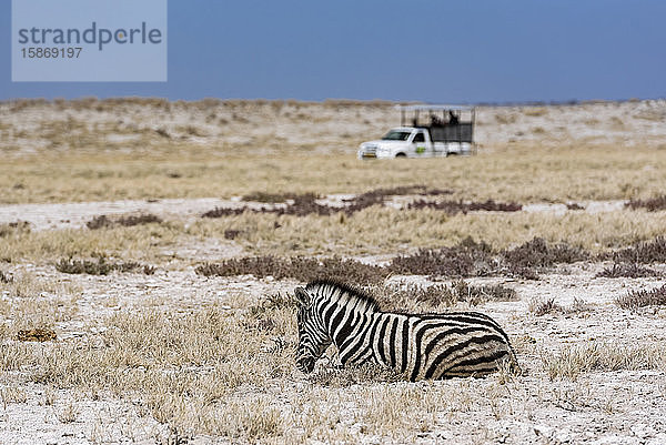 Steppenzebra (Equus quagga) und Safarifahrzeug  Etosha-Nationalpark; Namibia