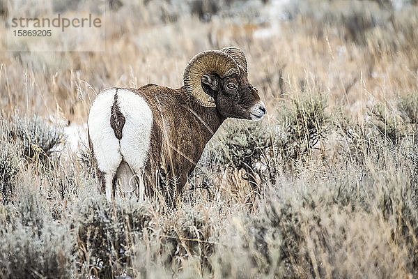 Dickhornschaf-Widder (Ovis canadensis) schaut über seine Schulter zurück  während er in einer Salbeibuschwiese im North Fork des Shoshone River-Tals in der Nähe des Yellowstone-Nationalparks steht; Wyoming  Vereinigte Staaten von Amerika