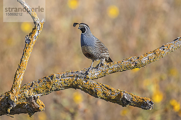 Männliche Kalifornien-Wachtel (Callipepla californica) auf einem toten  mit orangefarbenen Flechten bewachsenen Ast im San Luis National Wildlife Refuge; Kalifornien  Vereinigte Staaten von Amerika