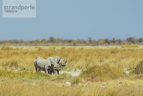 Spitzmaulnashorn (Diceros bicornis)  Etosha-Nationalpark; Namibia