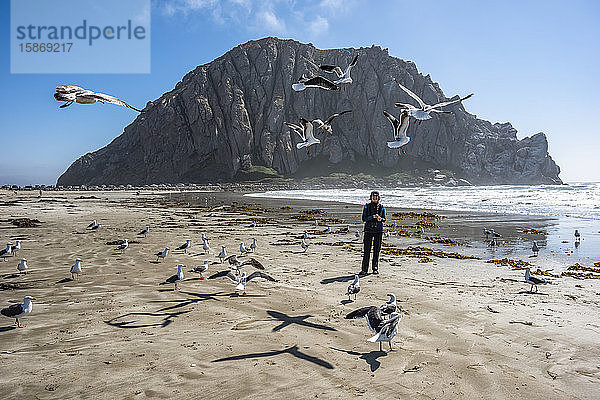 Westliche Möwen (Larus occidentalis) schweben über einer am Strand stehenden Frau mit dem Morro Rock im Hintergrund; Morro Bay  Kalifornien  Vereinigte Staaten von Amerika