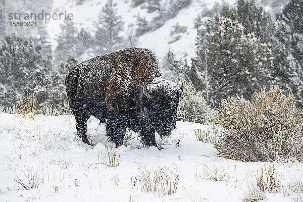 Amerikanischer Bisonbulle (Bison bison) an einem verschneiten Tag im North Fork des Shoshone River Valley in der Nähe des Yellowstone National Park; Wyoming  Vereinigte Staaten von Amerika