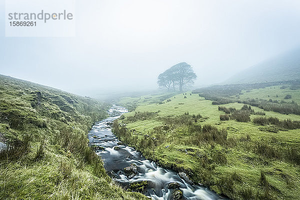 Kleiner Fluss  der ein Tal durchschneidet und in den Nebel führt  mit drei Bäumen im Hintergrund  Galty Mountains; County Tipperary  Irland