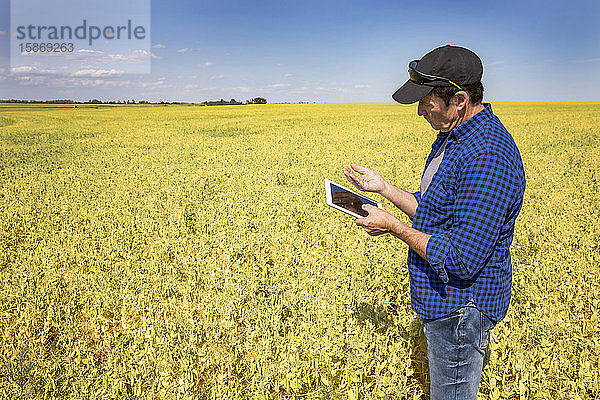 Ein Landwirt steht mit einem Tablet auf einem Feld und hält eine Handvoll Erbsen in der Hand; Alberta  Kanada