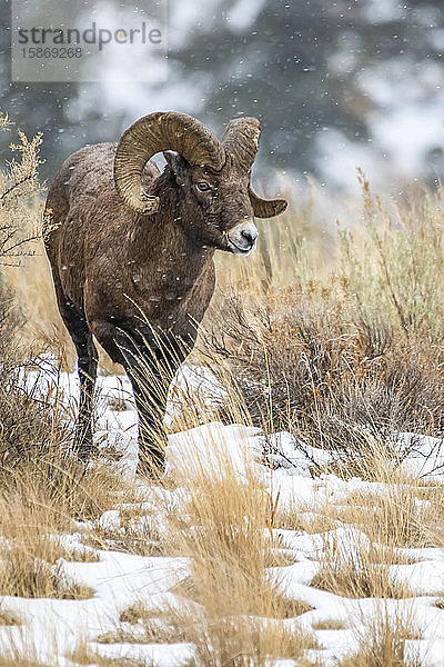 Dickhornschaf-Widder (Ovis canadensis) nähert sich an einem verschneiten Tag im Tal des North Fork of the Shoshone River in der Nähe des Yellowstone-Nationalparks durch eine Salbeibuschwiese; Wyoming  Vereinigte Staaten von Amerika