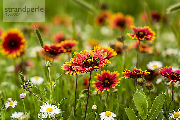 Schöne rote und weiße Wildblumen  die in einem Grasfeld wachsen; Oklahoma  Vereinigte Staaten von Amerika