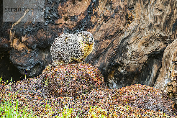 Gelbbauchmurmeltier (Marmota flaviventris)  sitzend am Fuße eines Riesenmammutbaums (Sequoiadendron giganteum) im Sequoia National Park; Kalifornien  Vereinigte Staaten von Amerika