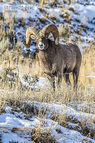 Dickhornschaf-Widder (Ovis canadensis) mit massiven Hörnern steht in einer Schneelandschaft während der Brunftzeit in der Nähe des Yellowstone-Nationalparks; Montana  Vereinigte Staaten von Amerika