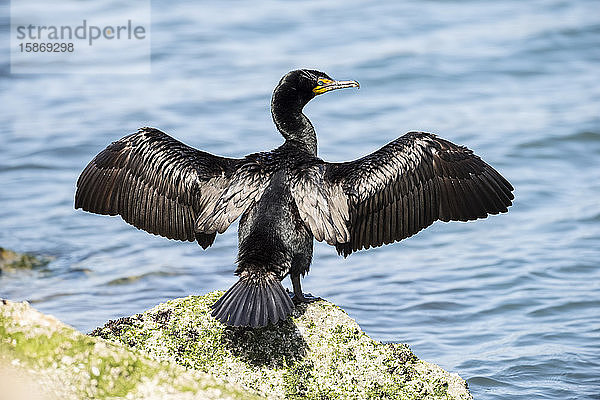 Doppelschopfscharbe (Phalacrocorax auritus)  die über ihre Schulter zurückblickt  während sie ihre Flügel auf einem Felsen mit Blick auf die Morro Bay ausbreitet und trocknet; Morro Bay  Kalifornien  Vereinigte Staaten von Amerika