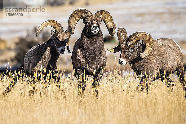 Drei Dickhornschaf-Böcke (Ovis canadensis) interagieren während der Brunftzeit in der Nähe des Yellowstone-Nationalparks; Montana  Vereinigte Staaten von Amerika