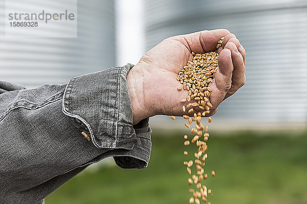Ein Bauer schüttet eine Handvoll geernteten Weizens aus; Alberta  Kanada