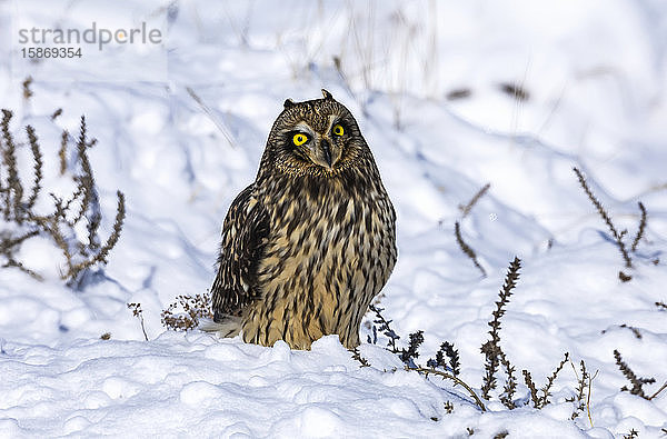 Kurzohreule (Asio flammeus) stehend im Schnee; Fort Collins  Colorado  Vereinigte Staaten von Amerika