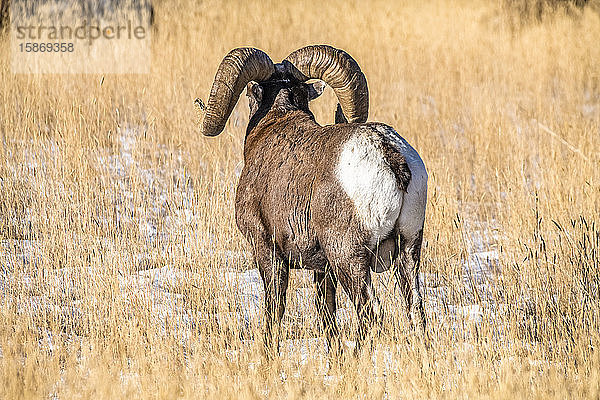 Dickhornschaf-Bock (Ovis canadensis) mit massiven Hörnern  der in der Nähe des Yellowstone-Nationalparks in die Ferne starrt; Montana  Vereinigte Staaten von Amerika