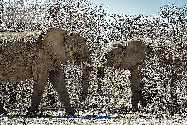 Afrikanische Elefanten (Loxodonta)  Etosha-Nationalpark; Namibia