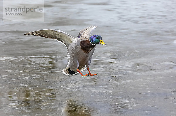 Männliche Stockente (Anas platyrhynchos) bei der Landung auf dem Wasser; Denver  Colorado  Vereinigte Staaten von Amerika