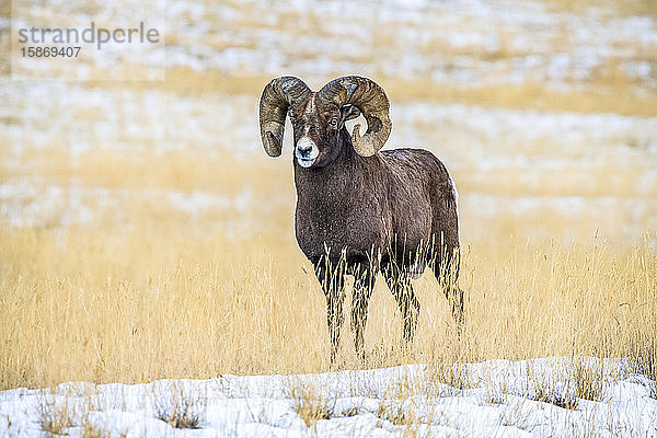 Dickhornschaf-Widder (Ovis canadensis) mit massiven Hörnern  die vom Kampf während der Brunftzeit ramponiert sind  steht in einer verschneiten Landschaft in der Nähe des Yellowstone National Park; Montana  Vereinigte Staaten von Amerika