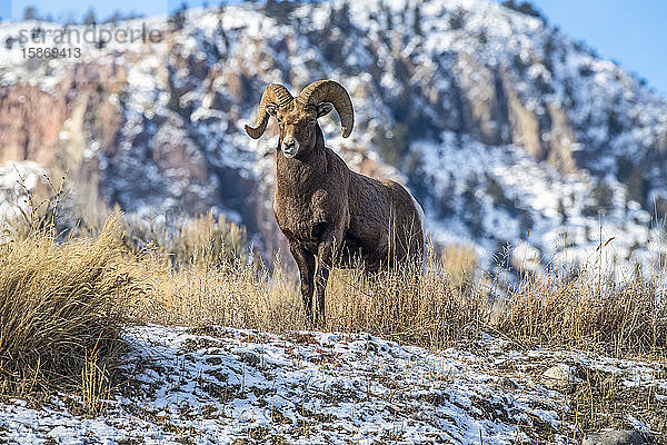 Dickhornschaf-Widder (Ovis canadensis) steht auf einem Bergrücken in der Nähe des Yellowstone-Nationalparks; Montana  Vereinigte Staaten von Amerika