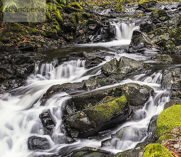 Der Fishhawk Creek mündet in seinem Bett in Clatsop County; Jewell  Oregon  Vereinigte Staaten von Amerika