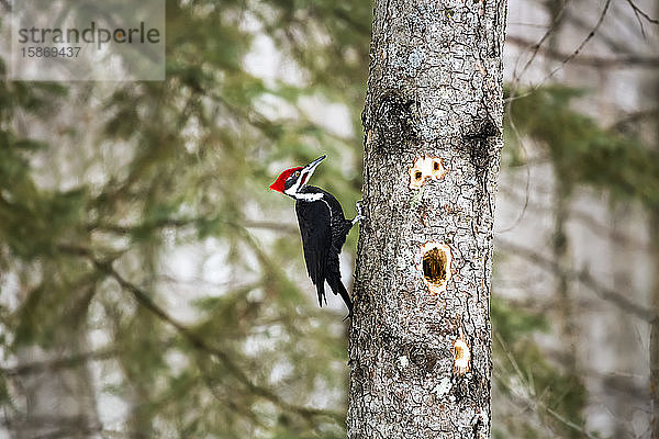 Ein fleißiger Buntspecht (Dryocopus pileatus) bohrt große Löcher in den Baum  um nach Insekten zu suchen  Vater Hennepin State Park; Minnesota  Vereinigte Staaten von Amerika