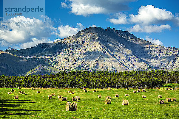 Heuballen auf einem grünen Feld mit Bergen  blauem Himmel und Wolken im Hintergrund  nördlich von Waterton; Alberta  Kanada