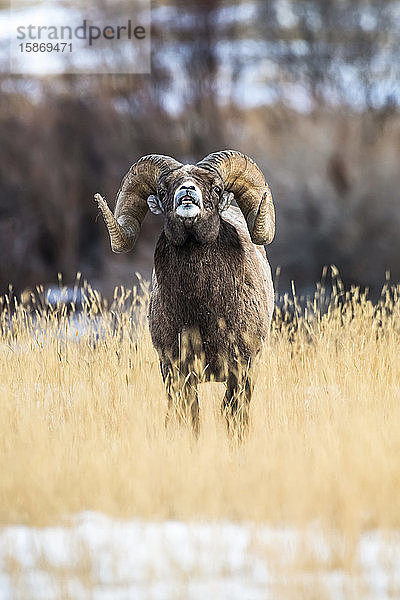 Großer Dickhornschaf-Widder (Ovis canadensis) mit massiven Hörnern beim Flehmen während der Brunftzeit in der Nähe des Yellowstone-Nationalparks; Montana  Vereinigte Staaten von Amerika