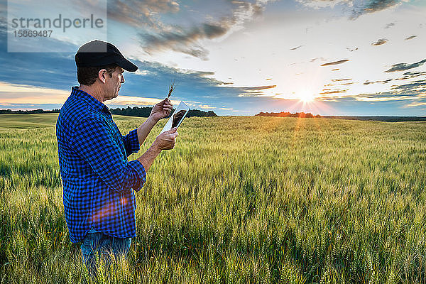Ein Landwirt steht in einem Weizenfeld und benutzt ein Tablet bei Sonnenuntergang; Alberta  Kanada