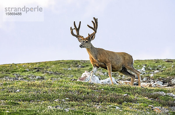 Maultierhirsch (Odocoileus hemionus) stehend in einem Feld; Steamboat Springs  Colorado  Vereinigte Staaten von Amerika