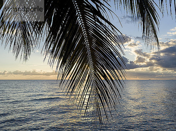 Palmenwedel am Strand mit leuchtenden Wolken bei Sonnenuntergang  Placencia Peninsula; Belize