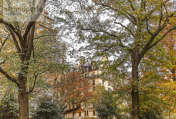 Herbstfarbenes Laub auf den Bäumen im Central Park mit einem Wohngebäude im Hintergrund; New York City  New York  Vereinigte Staaten von Amerika