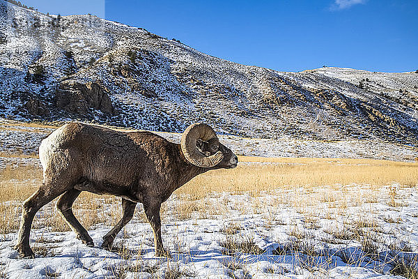 Dickhornschaf-Widder (Ovis canadensis) mit massiven Hörnern läuft während der Brunftzeit durch eine verschneite Wiese vor einer Bergkulisse in der Nähe des Yellowstone-Nationalparks  Montana  Vereinigte Staaten von Amerika