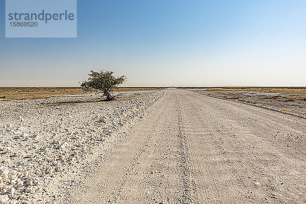 Lange  leere Straße  die sich in die Ferne erstreckt  Etosha-Nationalpark; Namibia