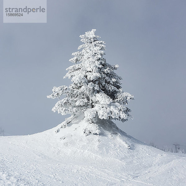 Schneebedeckter Baum vor blauem Himmel auf einem Skihügel  Sun Peaks Ski Resort; British Columbia  Kanada