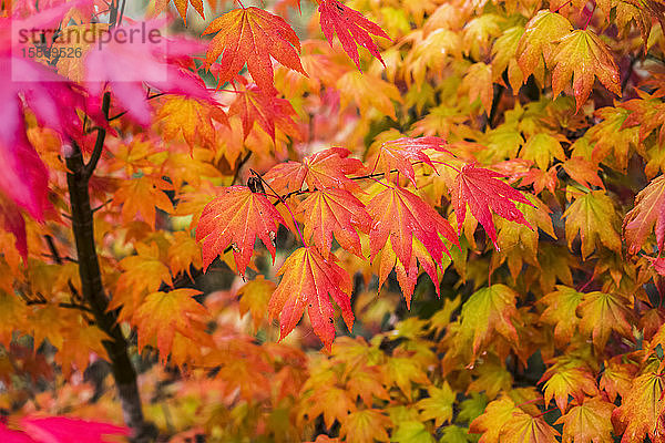 Die Herbstfärbung des Bergahorns (Acer circinatum) entlang des Netul River; Astoria  Oregon  Vereinigte Staaten von Amerika