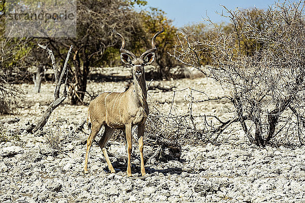 Großer Kudu (Tragelaphus strepsiceros)  Etosha-Nationalpark; Namibia