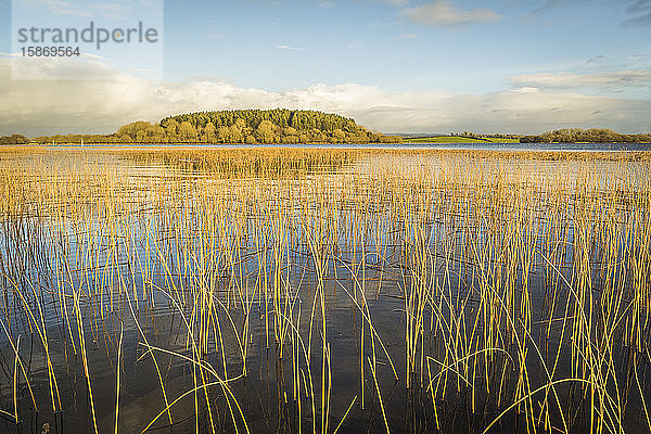 Lough Erne mit langem gelben Gras entlang des Ufers mit einem kleinen Wald und grünen Feldern im Hintergrund an einem sonnigen Tag im Sommer; Grafschaft Fermanagh  Irland