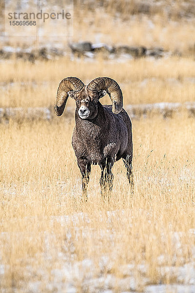 Dickhornschafbock (Ovis canadensis) mit massiven Hörnern steht während der Brunftzeit auf einer Wiese in der Nähe des Yellowstone-Nationalparks; Montana  Vereinigte Staaten von Amerika