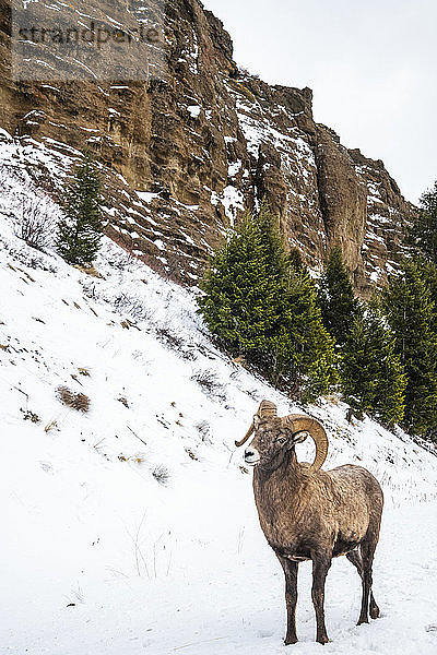 Dickhornschaf-Widder (Ovis canadensis) an einem schneebedeckten Hang unterhalb senkrechter Felsen im North Fork des Shoshone River Valley in der Nähe des Yellowstone National Park; Wyoming  Vereinigte Staaten von Amerika
