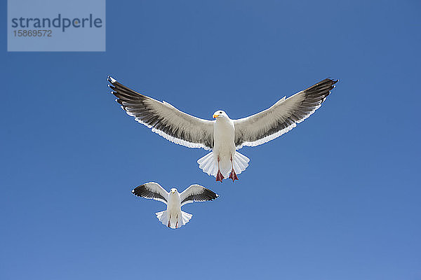 Ein Paar Westmöwen (Larus occidentalis) fliegt gegen einen blauen Himmel; Morro Bay  Kalifornien  Vereinigte Staaten von Amerika