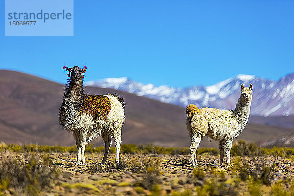 Lamas (Lama glama) in der Altiplano-Landschaft; Potosi  Bolivien