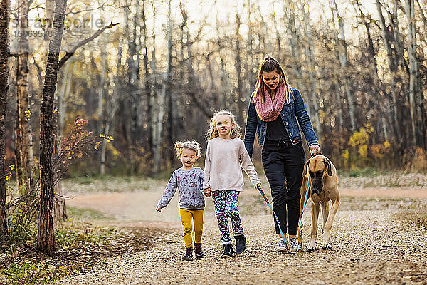Eine junge Mutter und ihre Töchter gehen an einem warmen Herbstabend mit ihrer Deutschen Dogge in einem Park spazieren; Edmonton  Alberta  Kanada