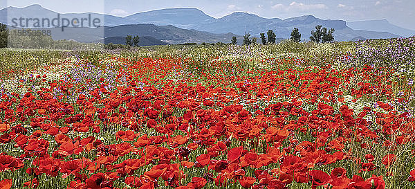 Rote Mohnblumen und andere Wildblumen auf einer Wiese mit einer Bergkette in der Ferne; Spanien