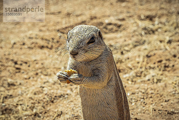 Erdhörnchen ((Sciuridae)) in Solitaire  Namib-Naukluft-Nationalpark; Namibia