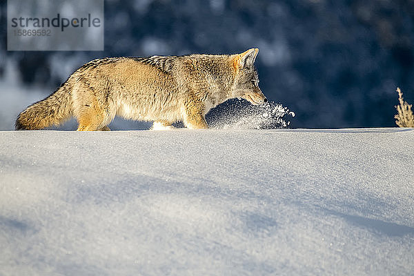 Kojote (Canis latrans) pflügt durch tiefen Schnee bei der Mäusejagd im Yellowstone National Park; Wyoming  Vereinigte Staaten von Amerika