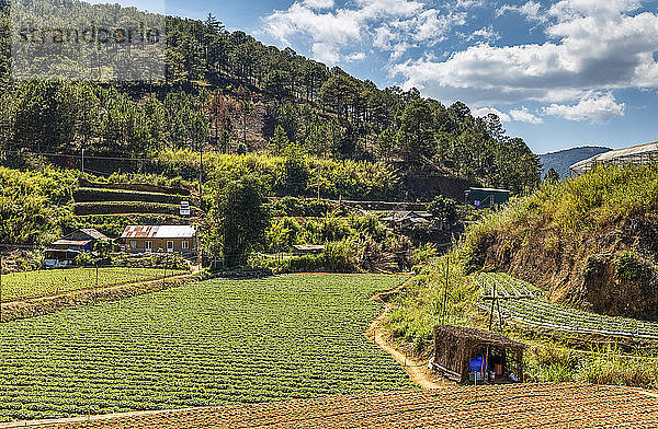 Ackerland mit Wald an einem Berghang; Da Lat  Provinz Lam Dong  Vietnam