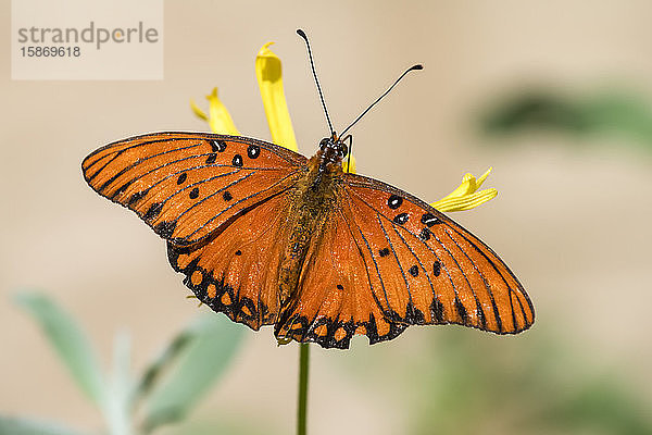 Nahaufnahme eines Golf-Perlmutterfalters (Aguralis vanillae) im Rancho Santa Ana Botanic Garden; Claremont  Kalifornien  Vereinigte Staaten von Amerika