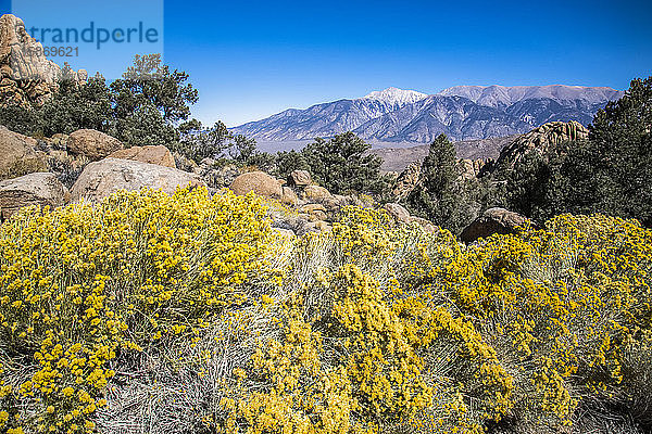Die White Mountains in Ostkalifornien und Boundary Peak (höchster Punkt in Nevada) erheben sich in der Ferne hinter einem felsigen Abhang  der mit gelb blühendem Rabbit Brush (Chrysothamnus spp.) bewachsen ist; Kalifornien  Vereinigte Staaten von Amerika
